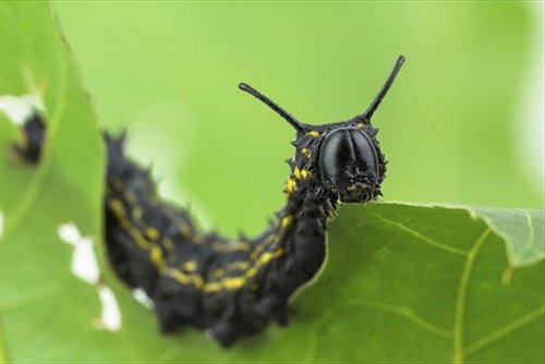 sâu-bướm-ăn-lá